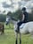 Horse ad