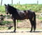 Horse ad