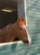 Annuncio cavallo