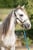 Annuncio cavallo