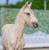 Annuncio cavallo