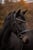Annuncio cavallo