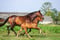 Annuncio cavallo