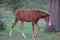 Horse ad