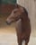 Annuncio cavallo