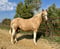 Horse ad