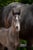 Annuncio cavallo