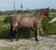 Annuncio cavallo