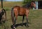 Horse ad