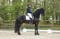 Horse ad