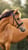 Horse ad