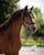 Annuncio cavallo