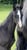 Annuncio cavallo