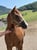 Horse ad
