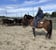 Horse ad