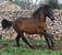 Horse ad