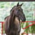 Annuncio cavallo