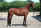 Horse ad