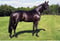 Horse ad
