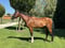 Horse ad