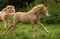 Horse ad
