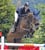 Annuncio cavallo