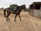Horse ad