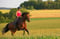 Horse ad