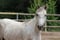 Annuncio cavallo