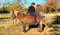 Horse ad