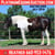 Horse ad