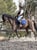 Horse ad