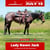 Annuncio cavallo