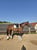 Annuncio cavallo