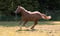 Horse ad