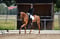Horse ad
