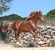 Horse ad