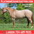 Annuncio cavallo