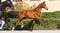 Annuncio cavallo