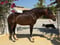 Horse ad