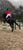 Horse ad