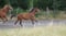 Horse ad