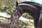 Horse ad