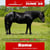 Annuncio cavallo
