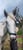 Horse ad