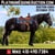 Horse ad