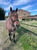 Horse ad