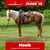 Annuncio cavallo
