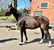 Horse ad