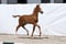 Annuncio cavallo
